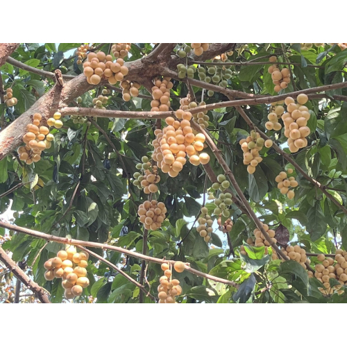 Những Trải Nghiệm Tại Tuấn Tường Trong Mùa Dâu Hạ Châu Này